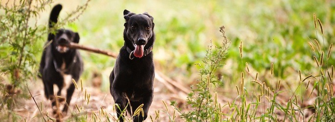 ESCCAP Deutschland Aktuelles Neuigkeiten &gt; Dirofilaria repens