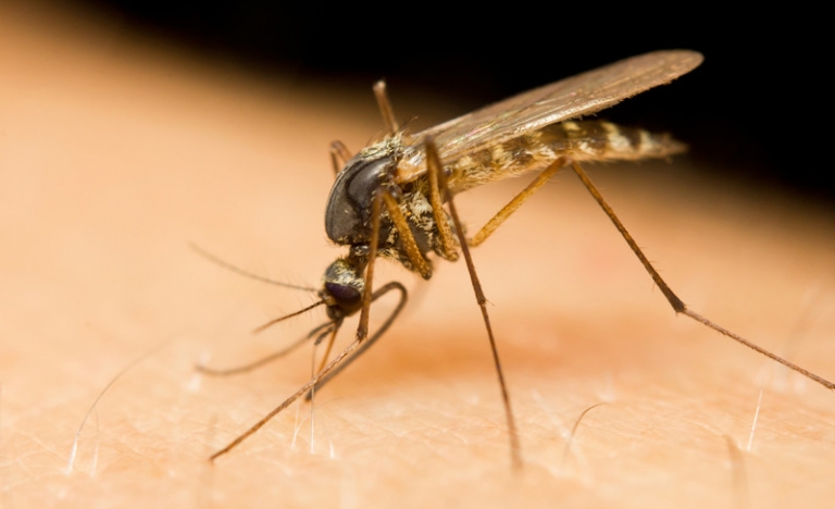 Forscher erstellen „Mückenatlas“ ESCCAP DEUTSCHLAND
