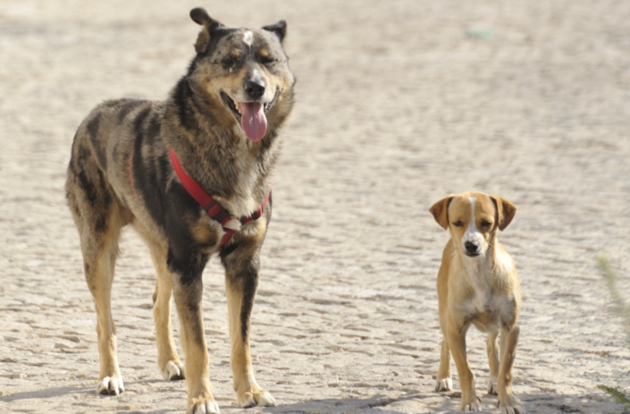 Checkliste für Hunde aus dem Ausland ESCCAP DEUTSCHLAND