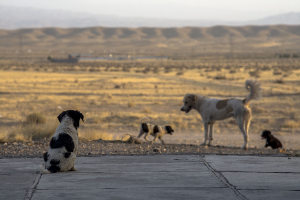 Krankheiten bei Hunden dem Ausland | DEUTSCHLAND