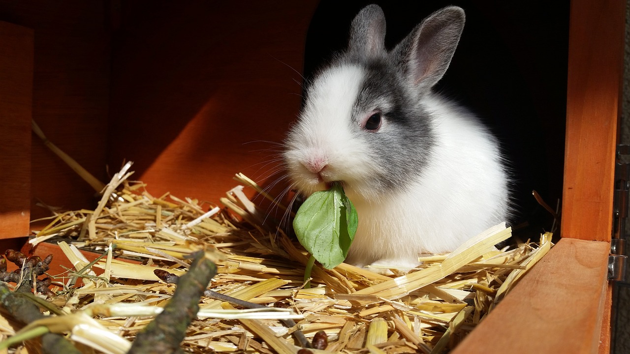 Kaninchen im Stall frisst Salat