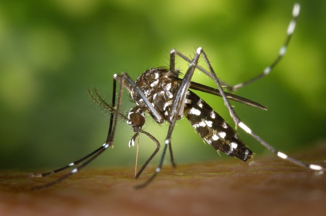 Oxyuris equi mit typischen sanduhrförmigen Ösophagus.